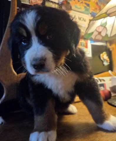 Bernese Mountain Dog puppy for sale + 67061