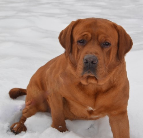 AKC English Fox Red Lab Puppies-Spring Take homes-Health Tested Parents