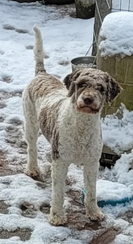 Lagotto Romagnolo AKC- ENCI - (DNA) genetic health "clear" Lina/Carlos)Breeding DOB 3/15//25