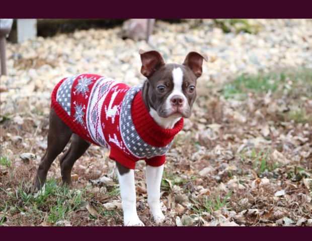 Older CKC Boston Terrier Puppies