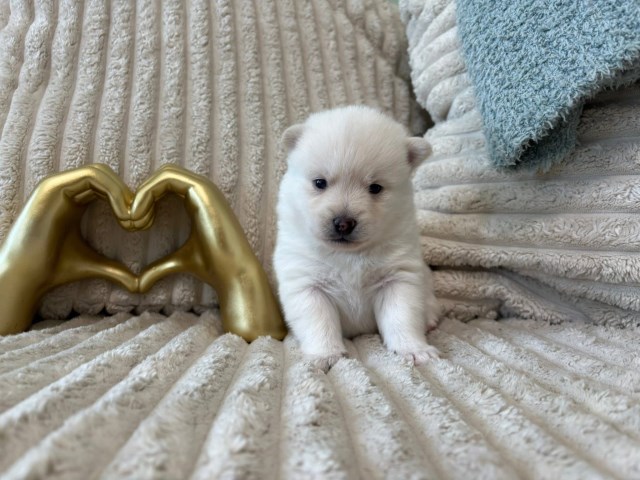 Pomsky puppy for sale + 67013