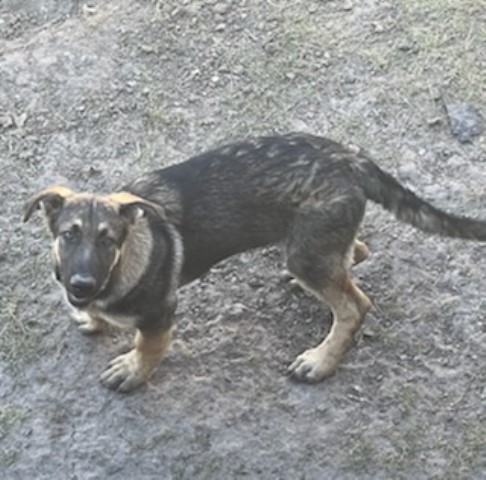 German Shepherd Dog puppy for sale + 63747