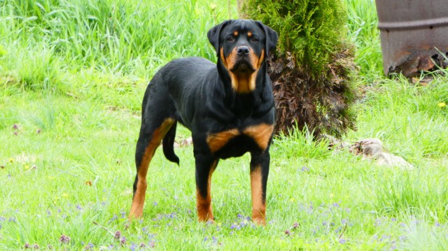 Rottweiler puppy for sale + 61334