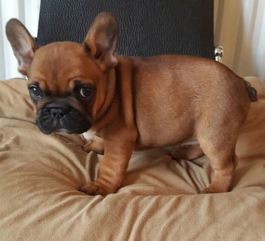 Quality AKC French Bulldog puppies available now!