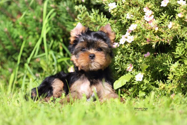 Loving Fuzzy Yorkshire Terrier