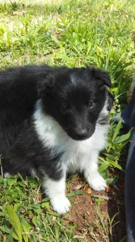 Shetland Sheepdog puppy for sale + 48785