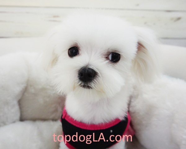 Maltese puppy for sale + 53353