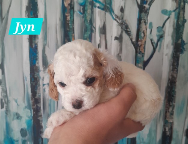 Cockapoo puppy for sale + 67165