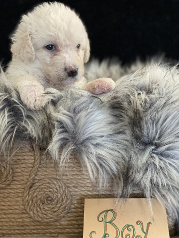 Beautiful Labradoodle Puppies For Sale