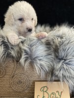 Beautiful Labradoodle Puppies For Sale Labradoodle for sale/adoption