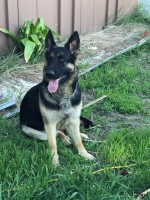 King German shepherds German Shepherd Dog for sale/adoption