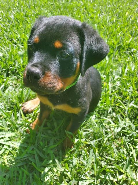 Rottweiler puppy for sale + 63385