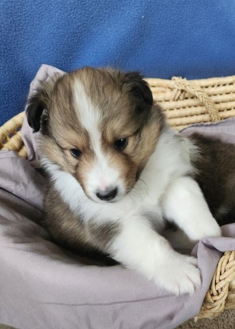 Shetland Sheepdog puppy for sale + 65990