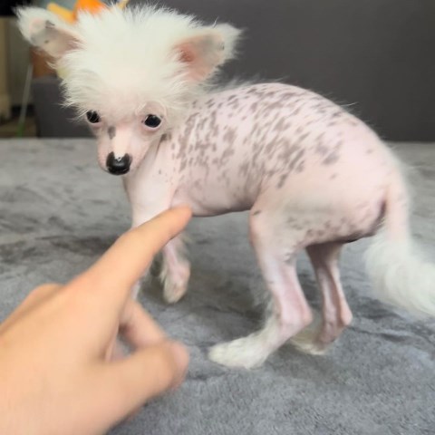 Chinese Crested puppy for sale + 65208