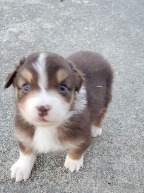 Australian shepherd puppies