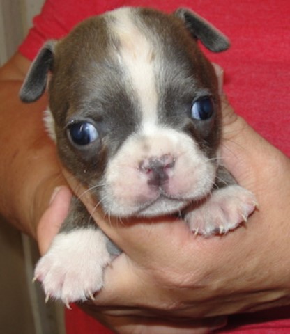 Blue and White Boston Terrier pups! Male and Female!
