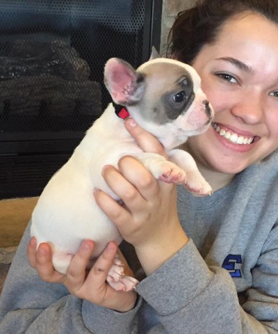 French Bulldog puppy for sale + 47735