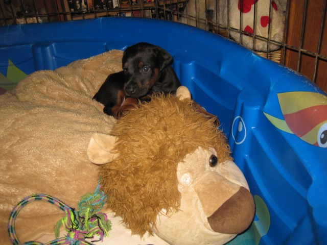 Doberman Pinscher puppy dog for sale in Redding, California