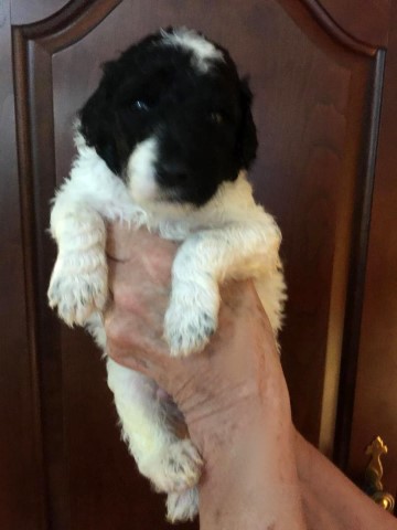 Poodle Standard puppy for sale + 62094