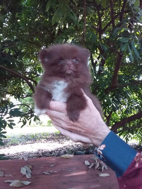Pomeranian puppy for sale + 67294