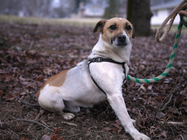 Jack Russell Terrier puppy for sale + 52126