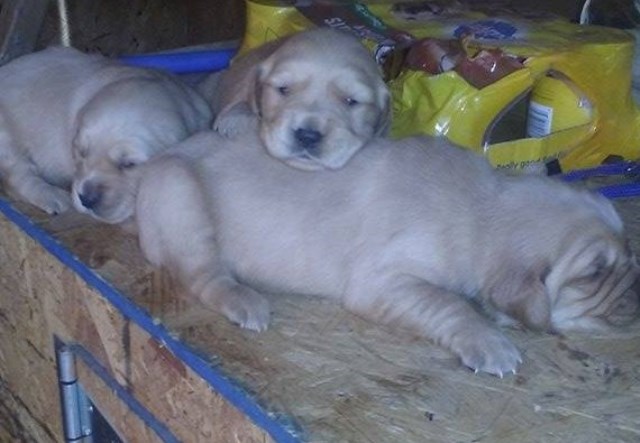 AKC Golden Retriever Puppies