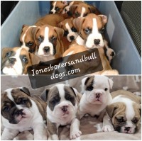 Akc Boxer Puppies Boxer for sale/adoption