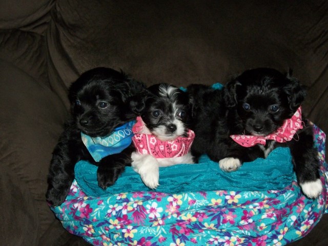 Pekingese puppy dog for sale in JACKSON, Kentucky