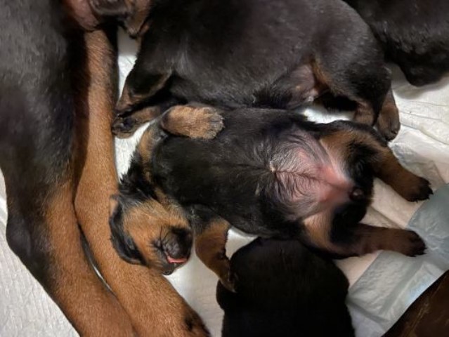 Christmas Pups Available Soon!!! Russian/German Bloodlines!!!
