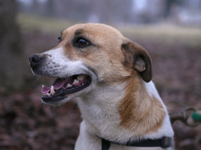 Caramel - Jack Russell Mix