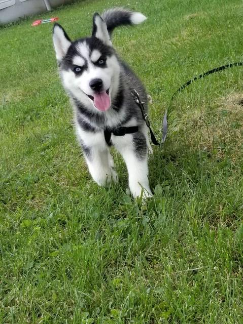 Siberian Husky puppy for sale + 58236