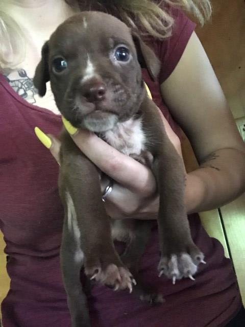 5 week old pitbull puppies