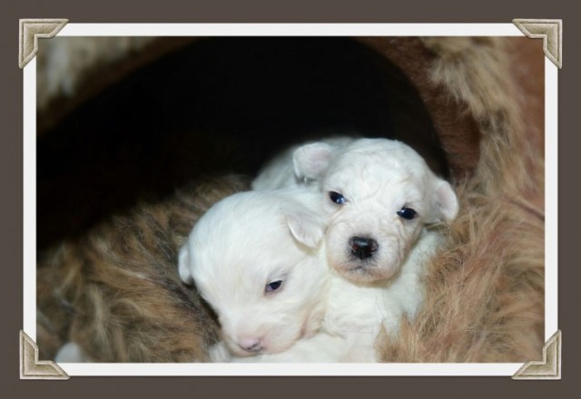 sweet and lovely maltipoo puppies for sale