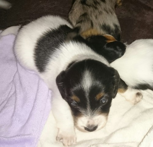 Dachshund puppy for sale + 54253