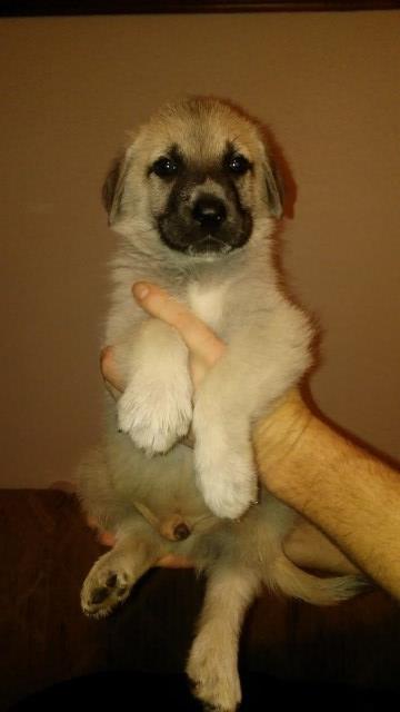 Mastiff puppy for sale + 51449