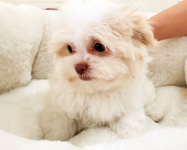 Maltese puppy for sale + 53938