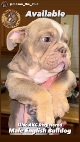 English bulldog