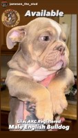 English bulldog English Bulldog for sale/adoption