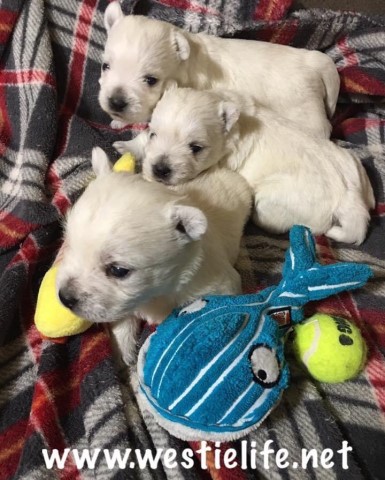 West Highland White Terrier puppy for sale + 49942