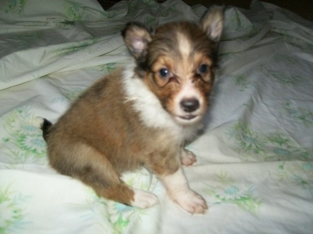 Shetland Sheepdog puppies