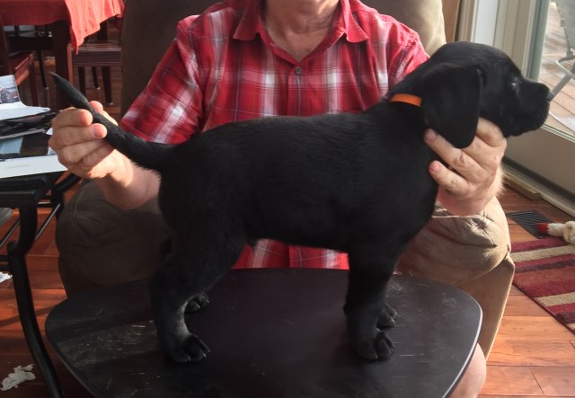 Labrador Retriever puppy for sale + 52738
