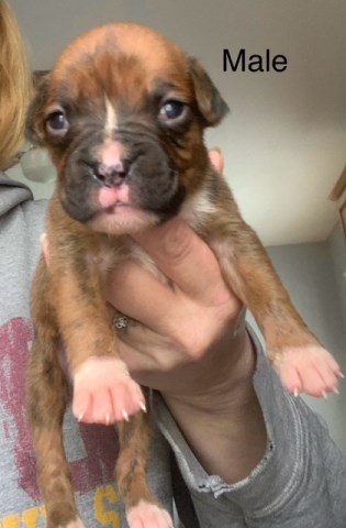 Boxer puppy for sale + 66549