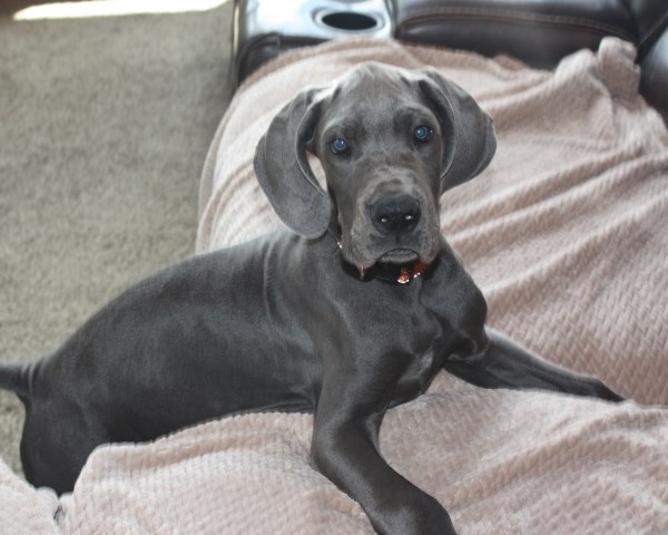 Great Dane puppy dog for sale in Louisville, Kentucky