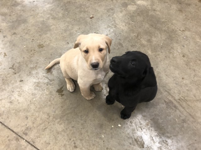 Labrador Retriever puppy for sale + 59974