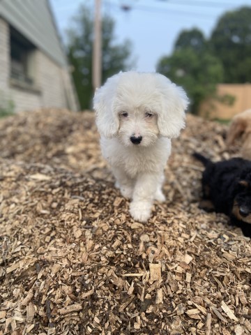 Poodle Miniature puppy for sale + 65016