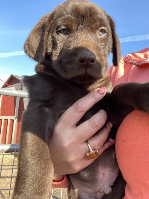 Chocolate Male Puppies