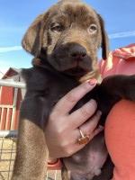 Chocolate Male Puppies Labrador Retriever for sale/adoption