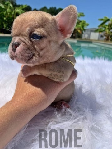 Rome Exotic Merle French Bulldog