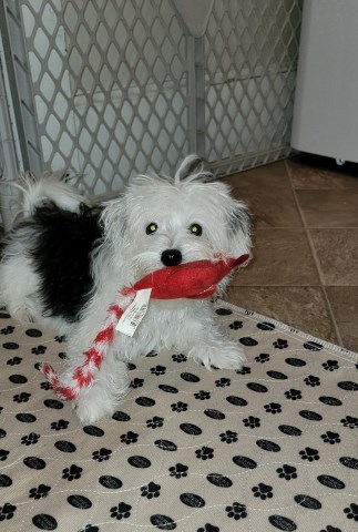 Morkie puppy for sale + 66769