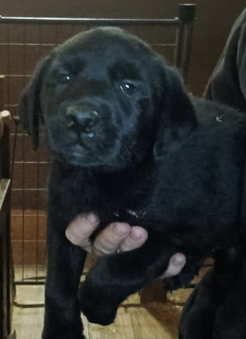AKC Lab Puppies- ready now; price reduced